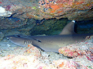 P9090042