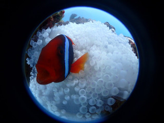 Pb110036
