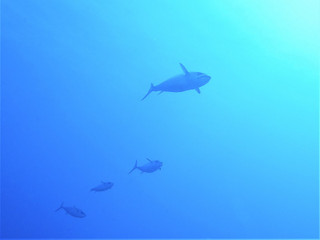 _5180002