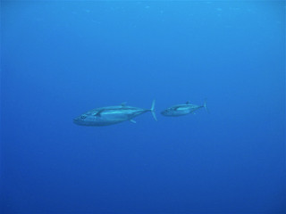 Img_6265 Img_6265