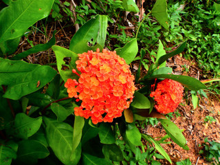 Dscn4610 Dscn4610