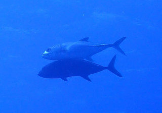 Pa070001
