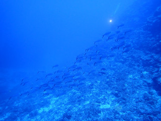 Pa150038 Pa150038
