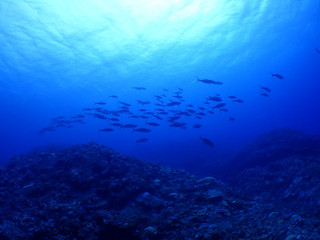 Pa190017 Pa190017