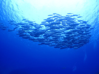 Pa250031 Pa250031