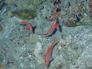 Pb170012_2 Pb170012_2