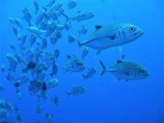 Img_3783 Img_3783