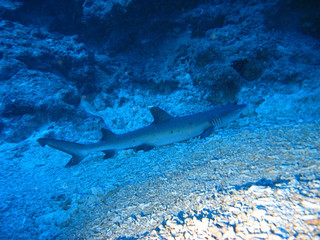 Img_4101 Img_4101