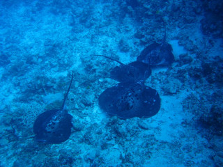 Img_4253 Img_4253