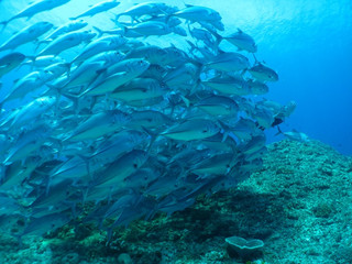 Img_5041 Img_5041