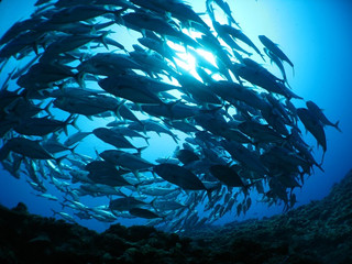 Img_5350 Img_5350