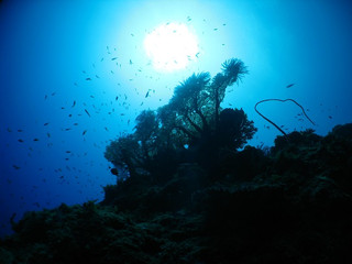 Img_5568 Img_5568