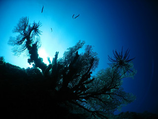 Img_5694 Img_5694