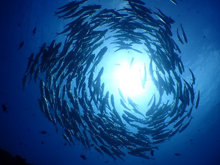 _9250049 _9250049