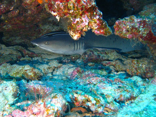 Img_5983 Img_5983
