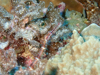_a070097 _a070097