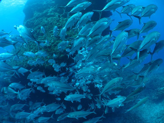 Img_0267 Img_0267